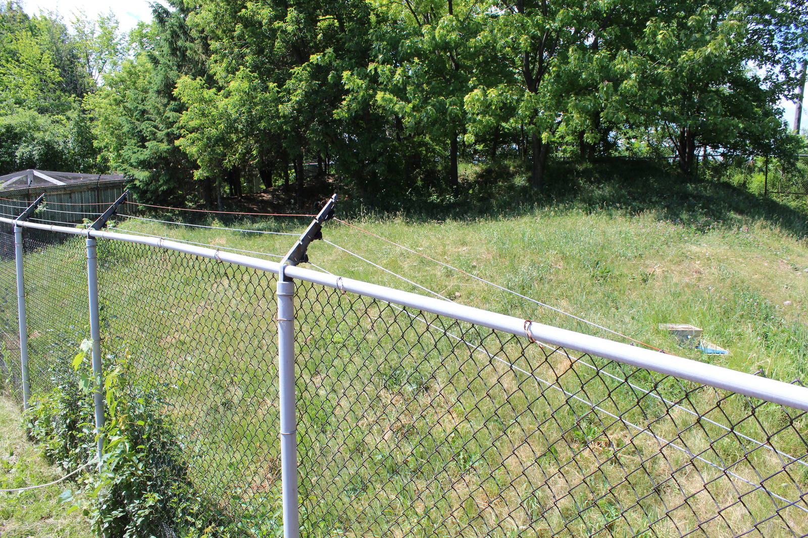 Coyote Enclosure - June 2016
