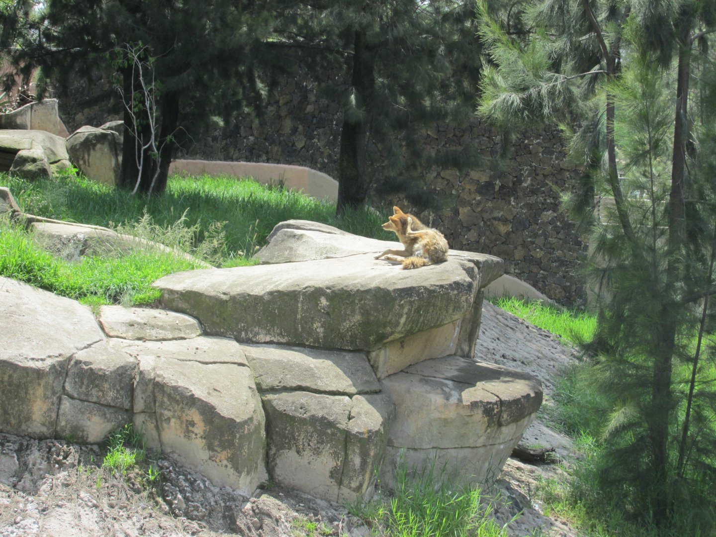 coyote enclosure