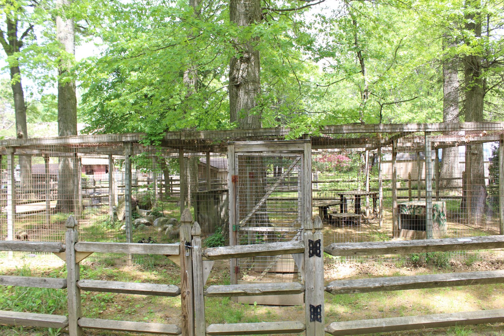 Coyote Enclosure