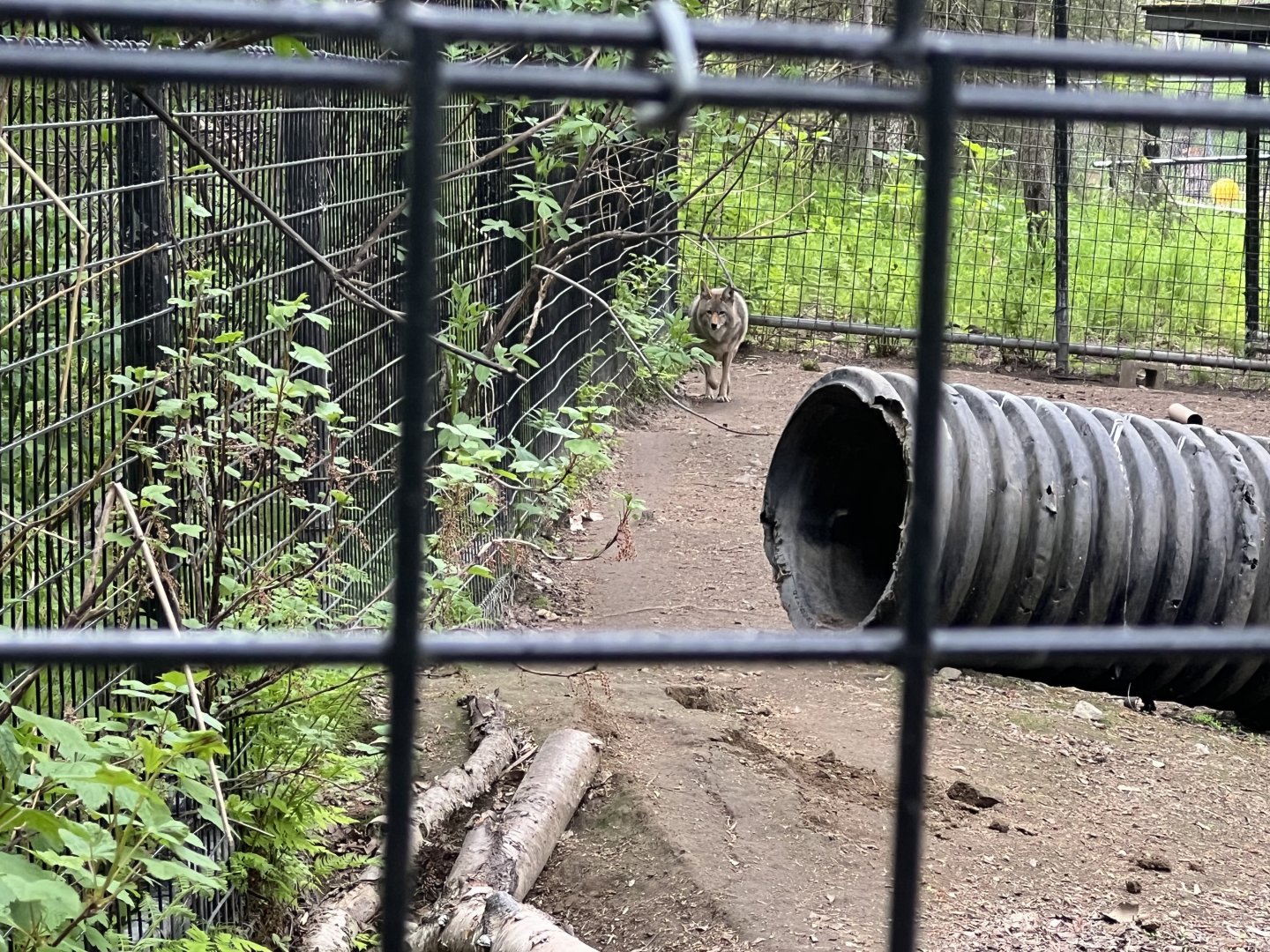 Coyote Enclosure