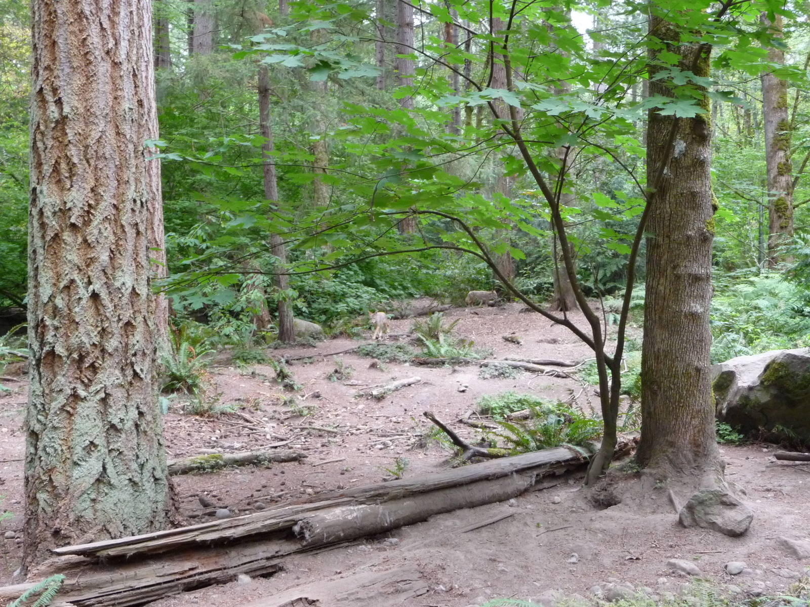 Coyote Exhibit - 2 Coyotes in Photo