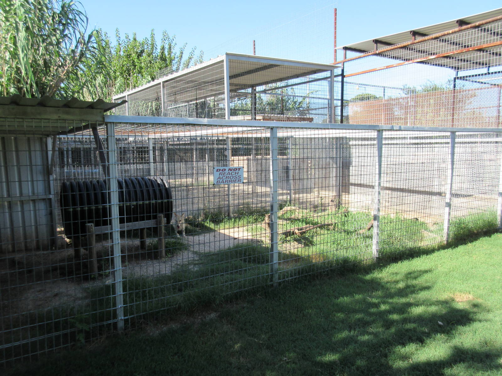 Coyote Exhibit (a very blonde specimen)