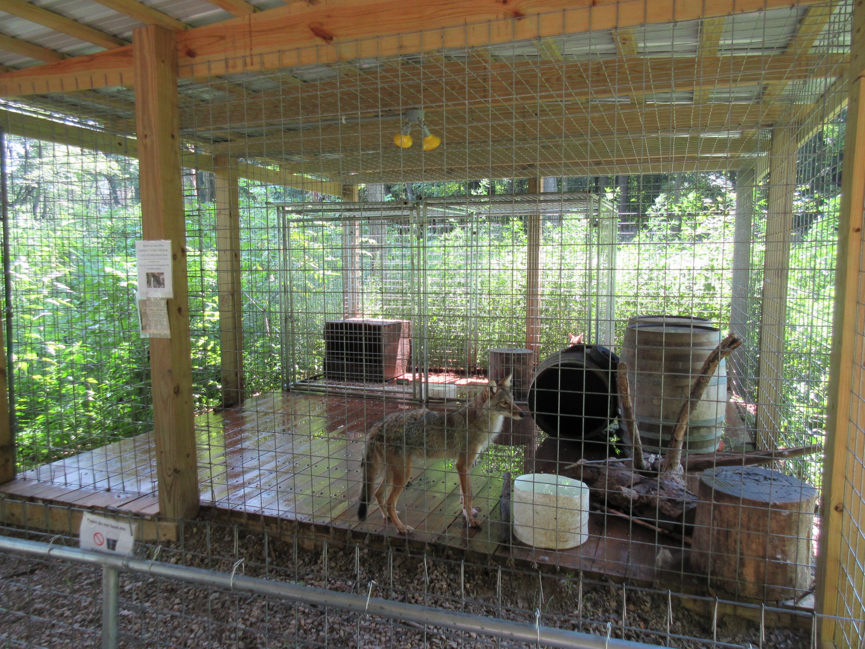 Coyote Exhibit - appalling!