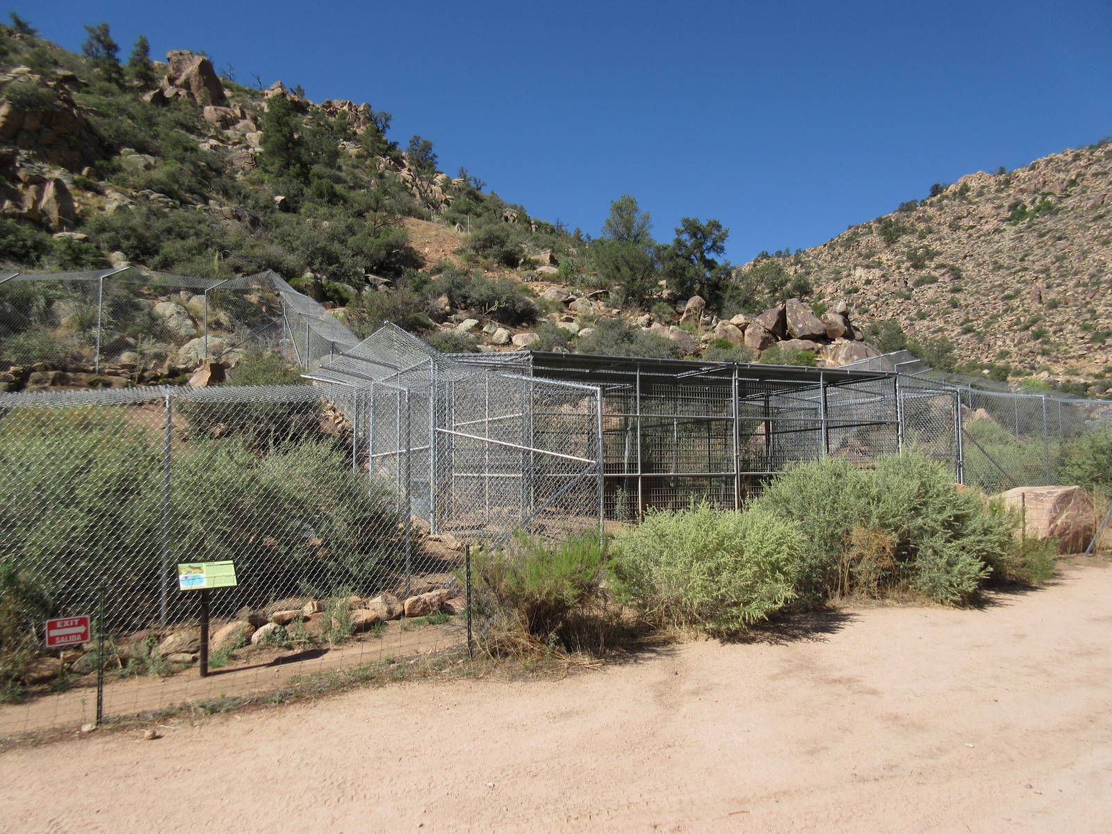 Coyote Exhibit + Bobcat Exhibit (with central holding cages)