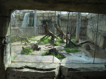 coyote exhibit - Feb 2012