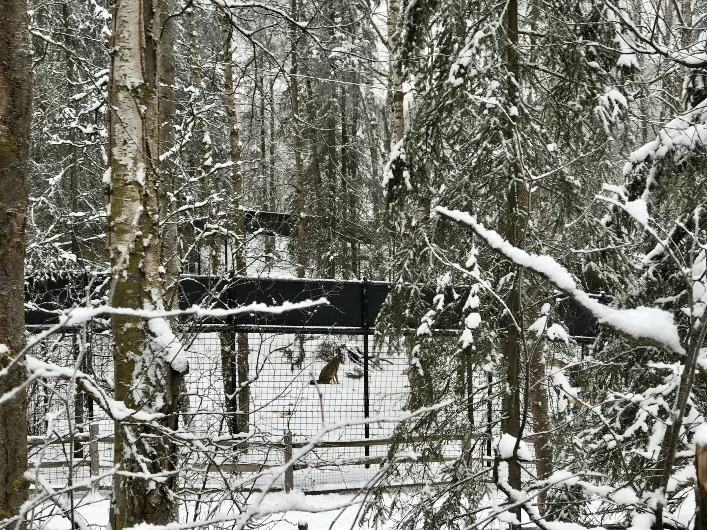 Coyote Exhibit from the Black Bear viewing deck.