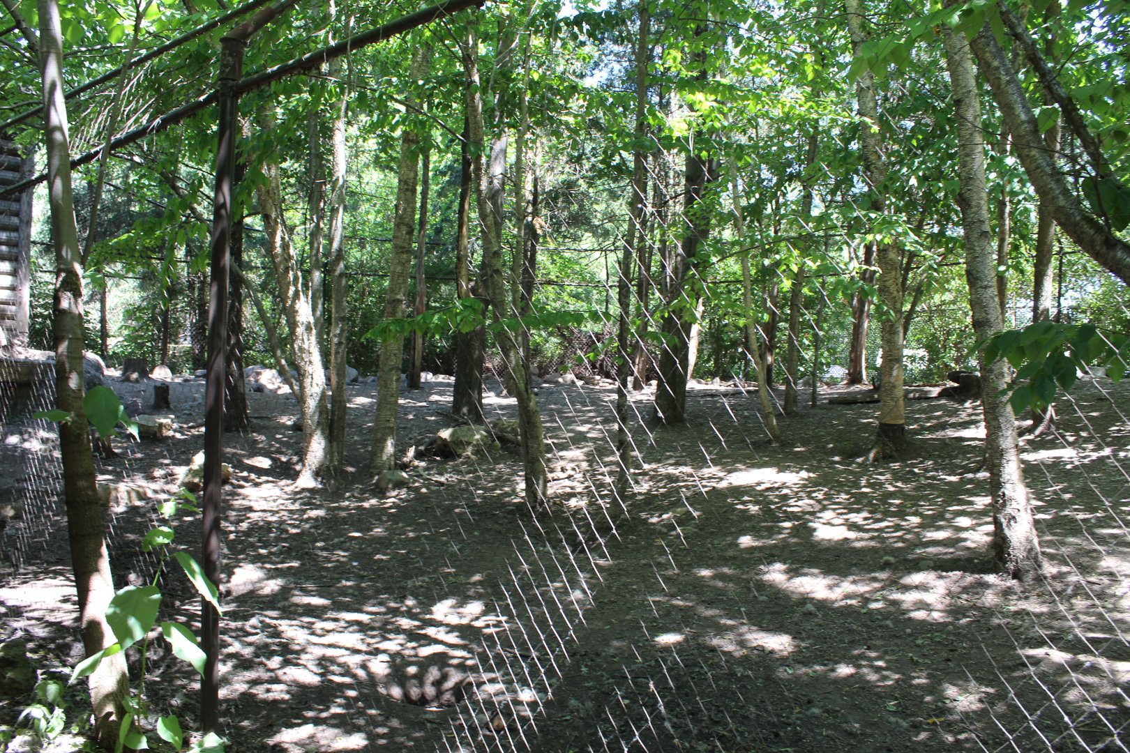 Coyote Exhibit - Minnesota Trail