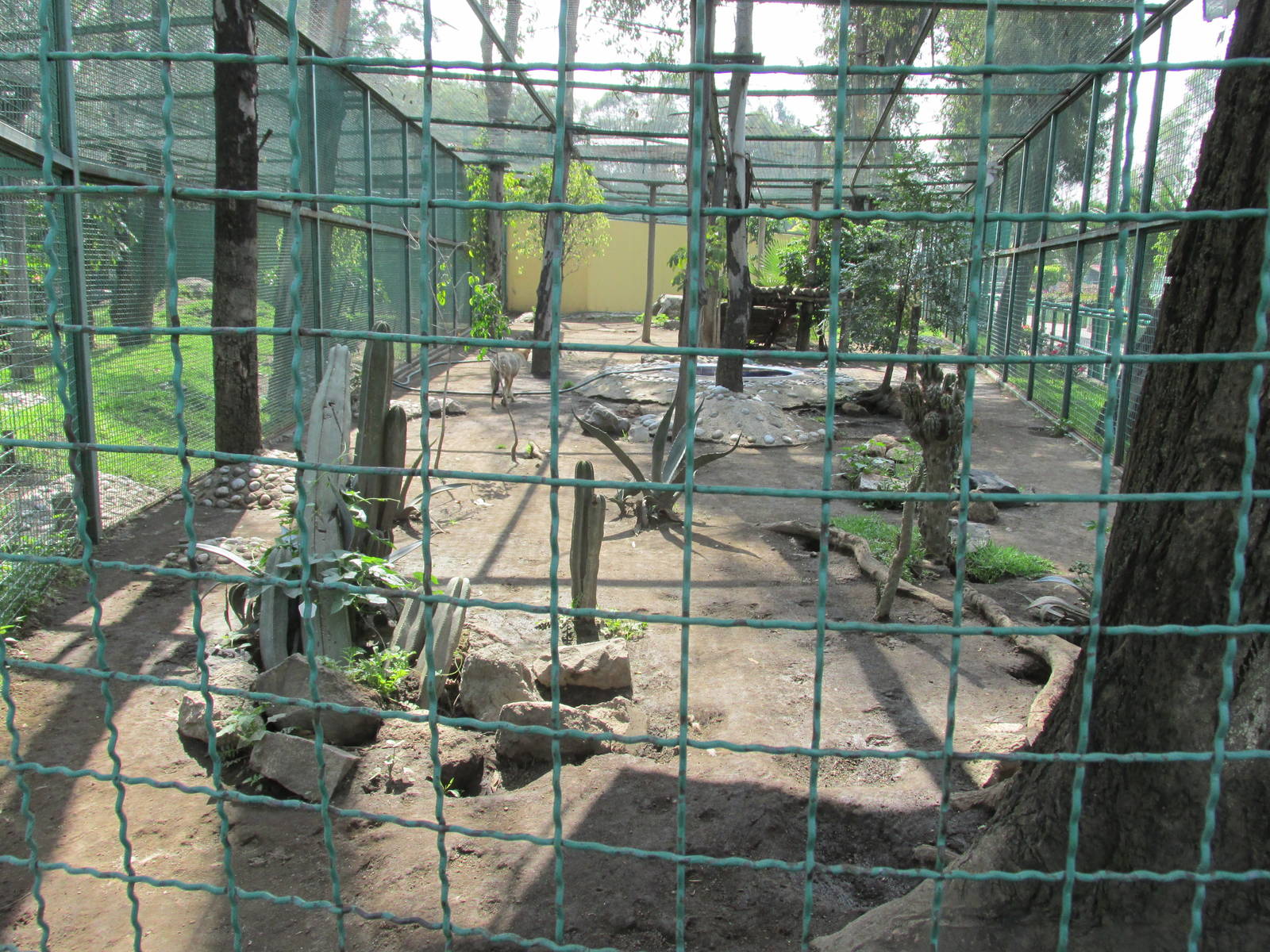 coyote exhibit neza zoo