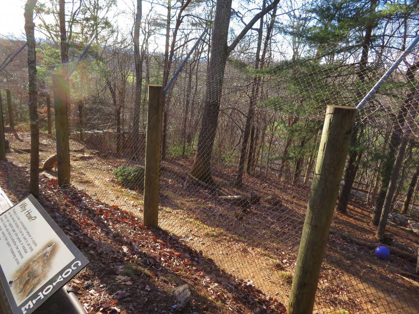 Coyote Exhibit (part)