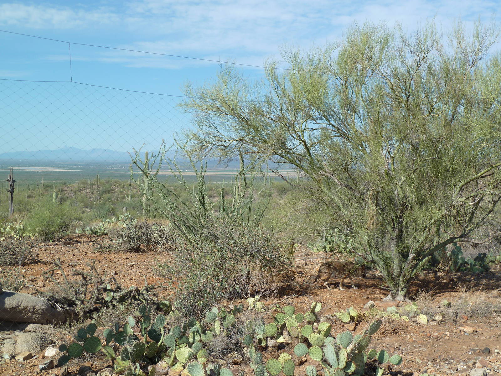 Coyote Exhibit - See A Coyote?