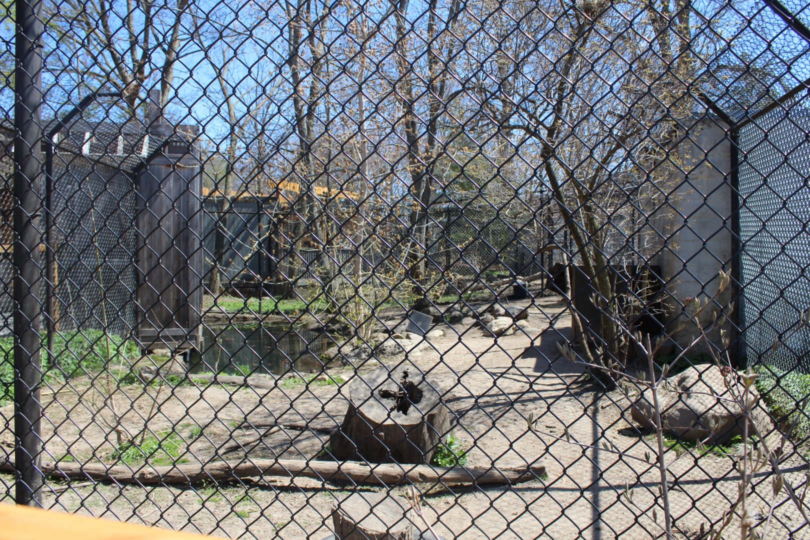 Coyote Exhibit - Wilds of Illinois