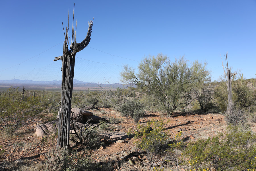 coyote exhibit with invisinet fencing