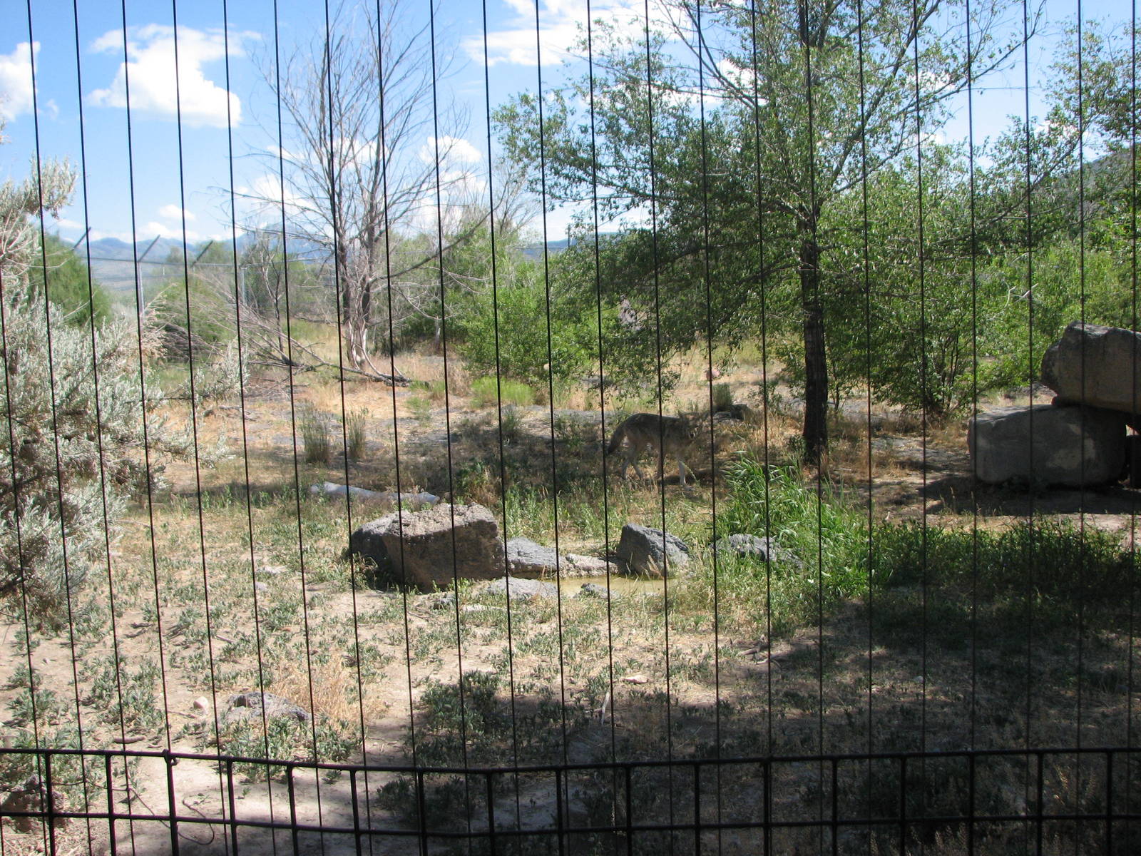 Coyote Exhibit