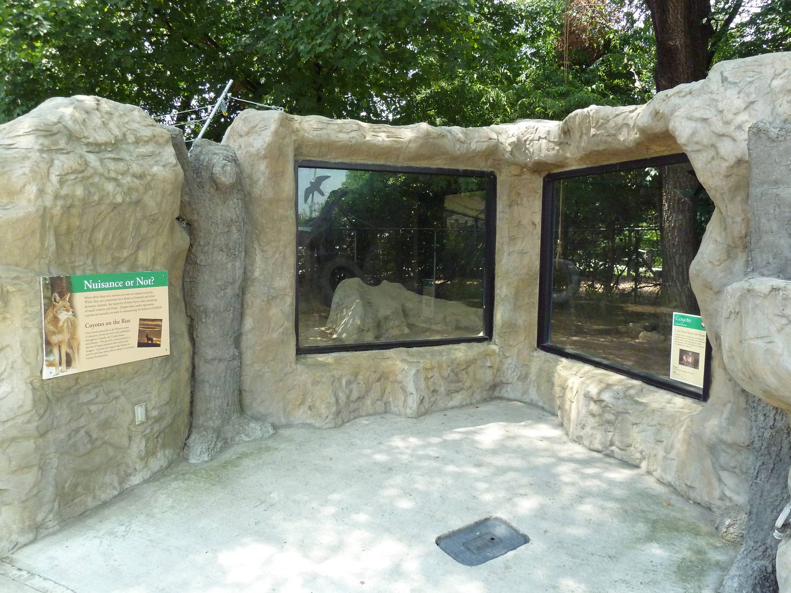 Coyote Exhibit