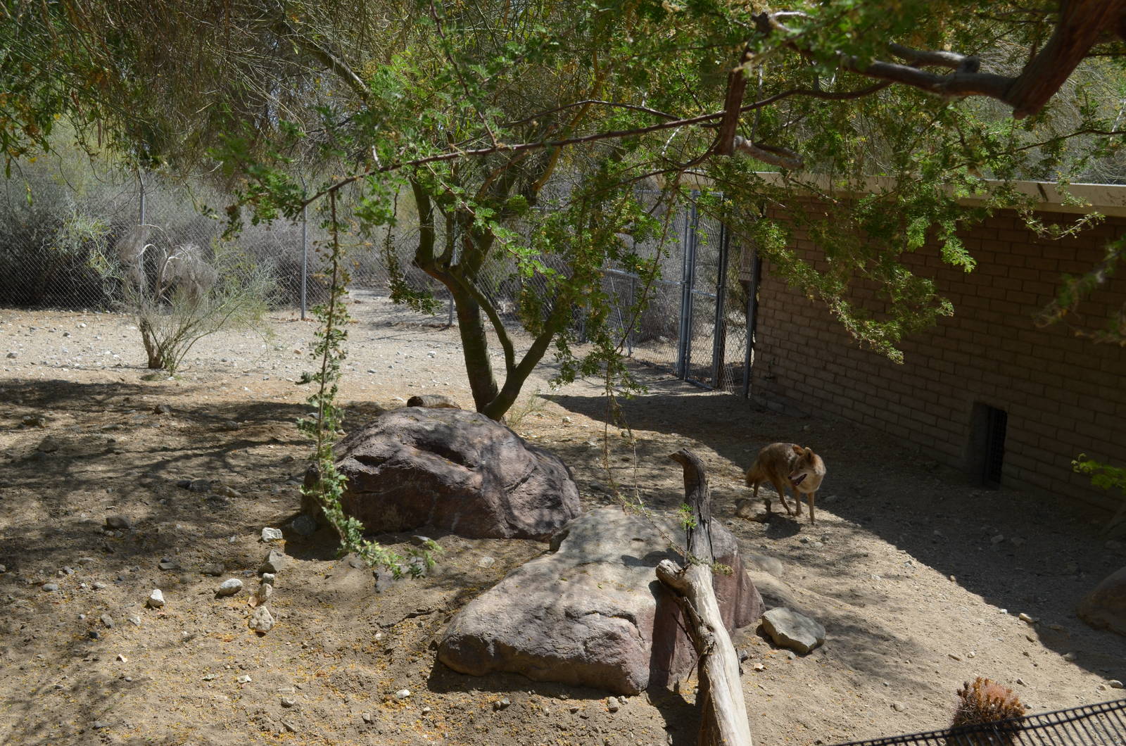 Coyote Exhibit
