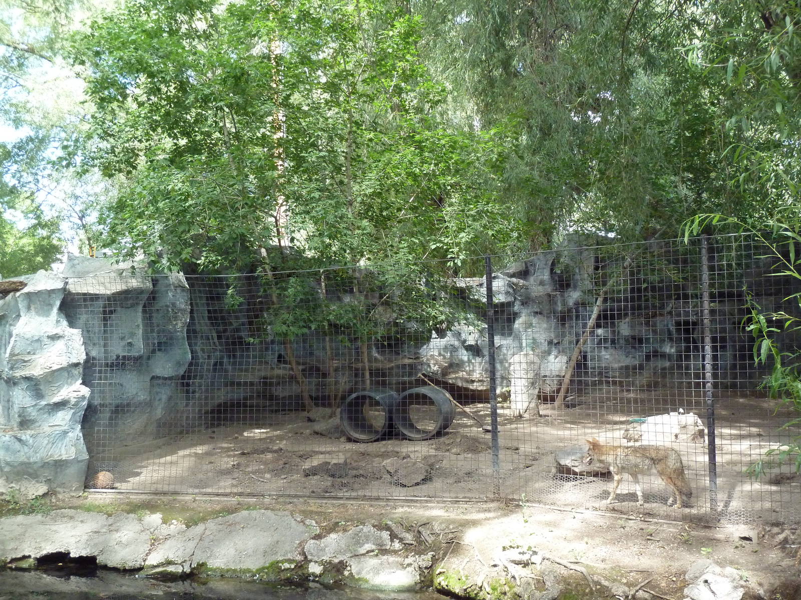 Coyote Exhibit