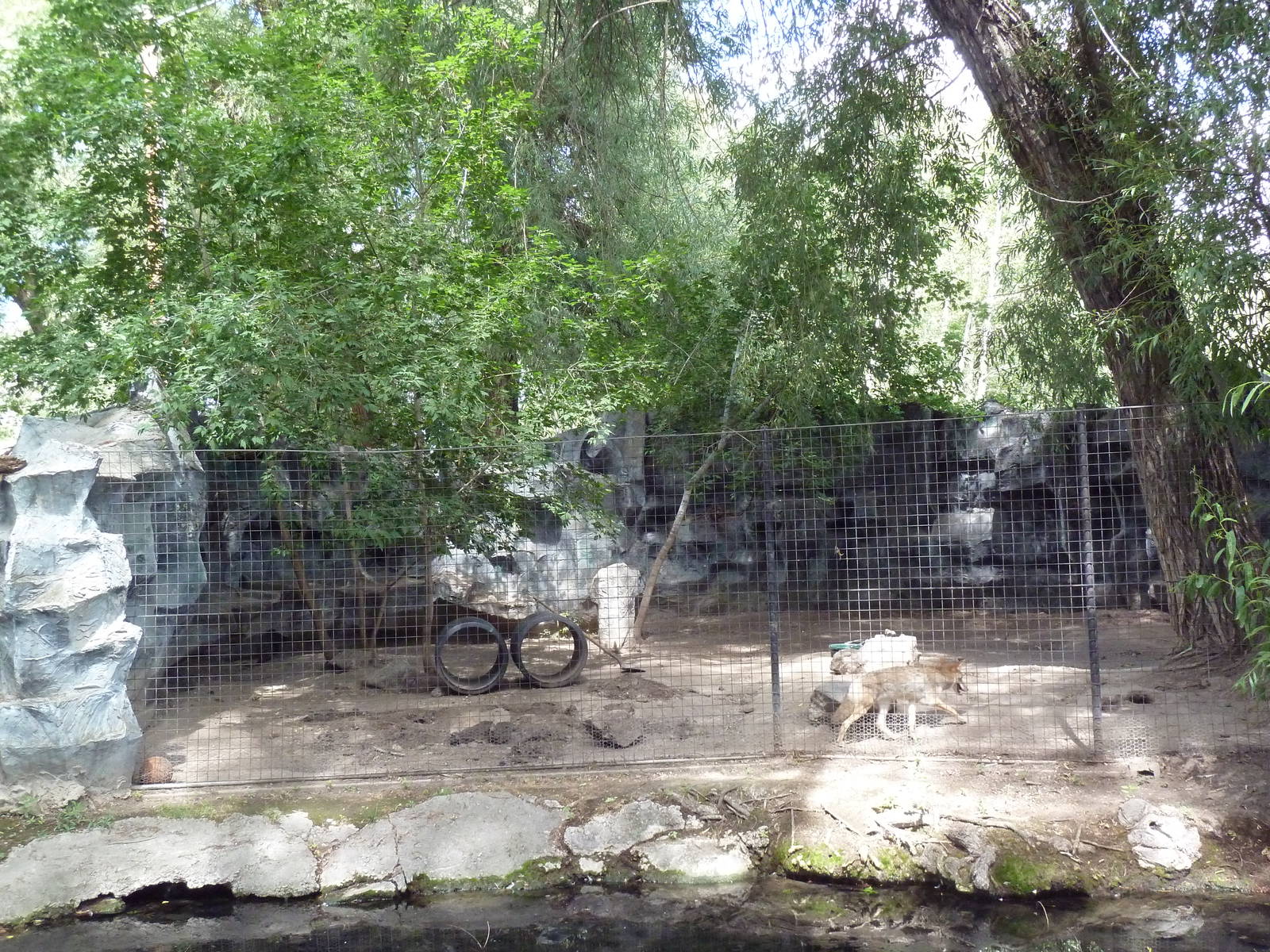 Coyote Exhibit