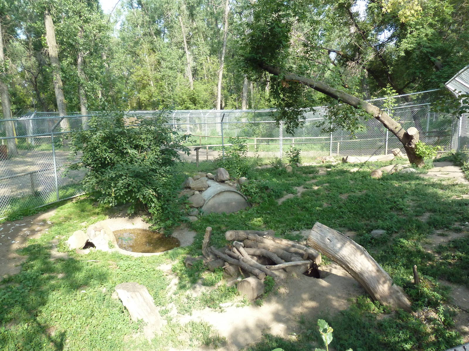 Coyote Exhibit