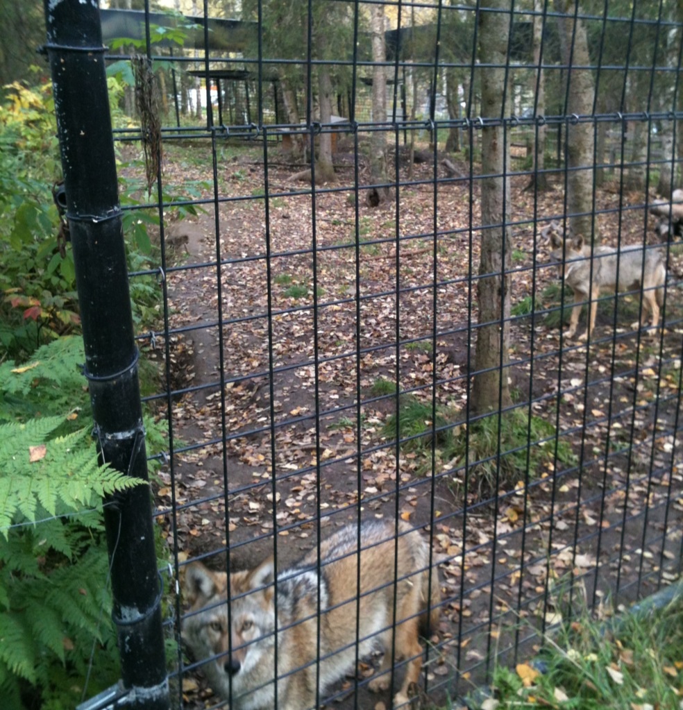 Coyote Exhibit