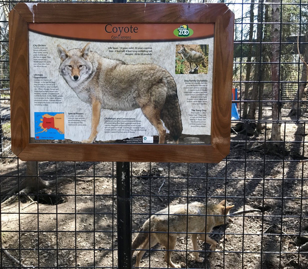 Coyote Exhibit