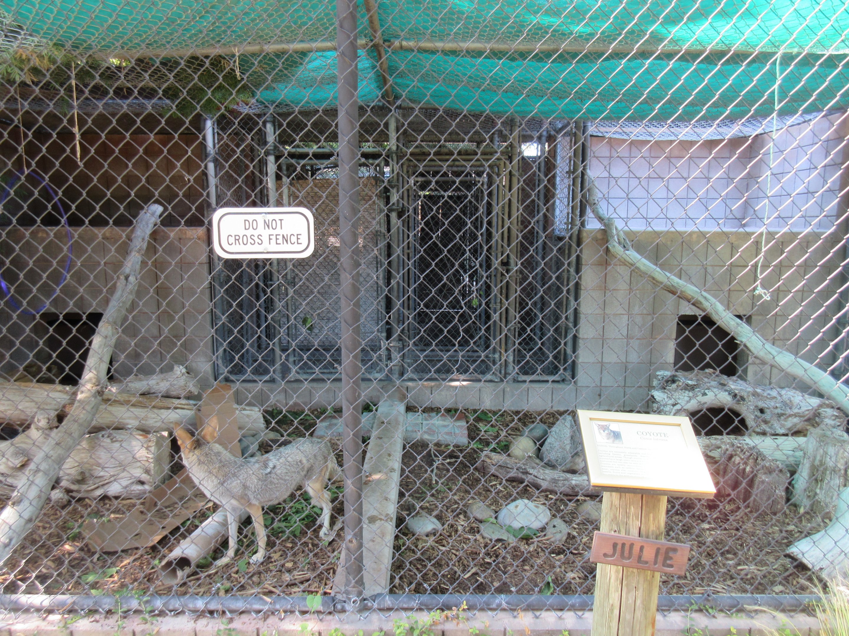Coyote Exhibit