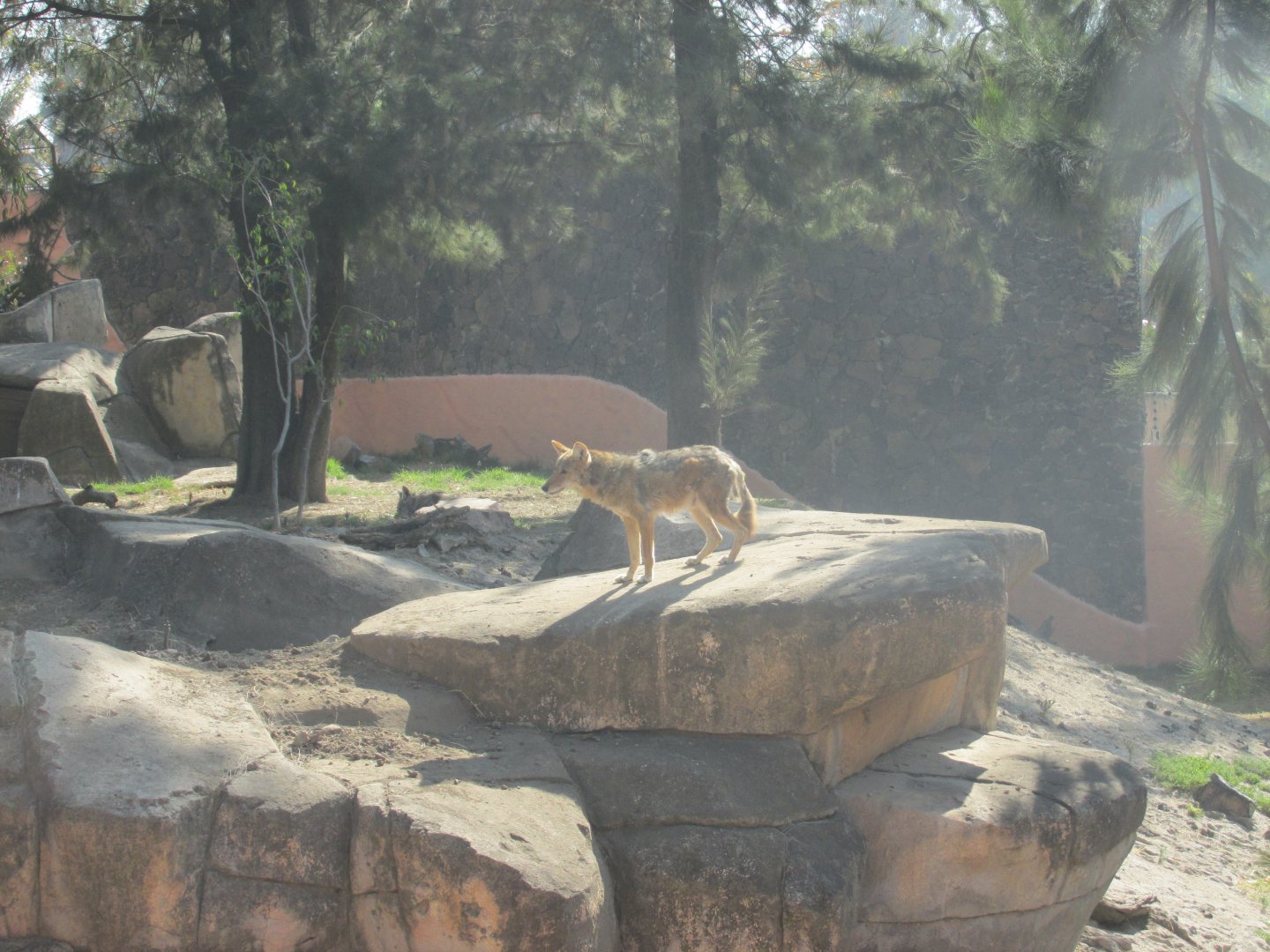 coyote exhibit