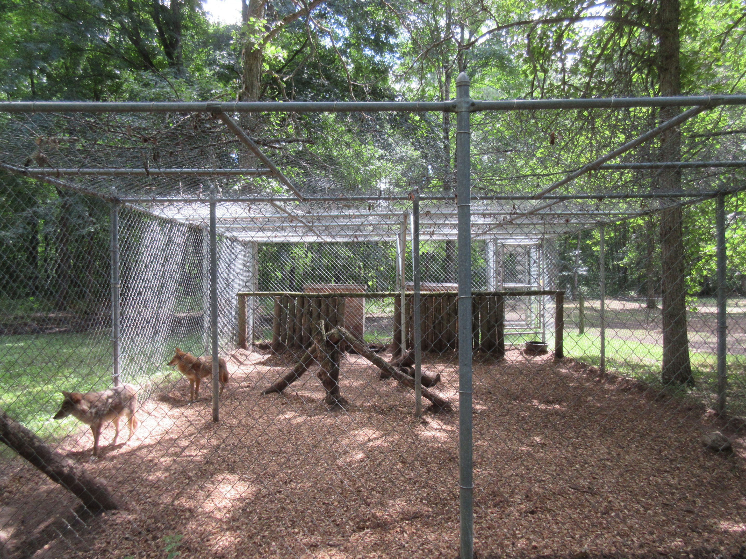 Coyote Exhibit