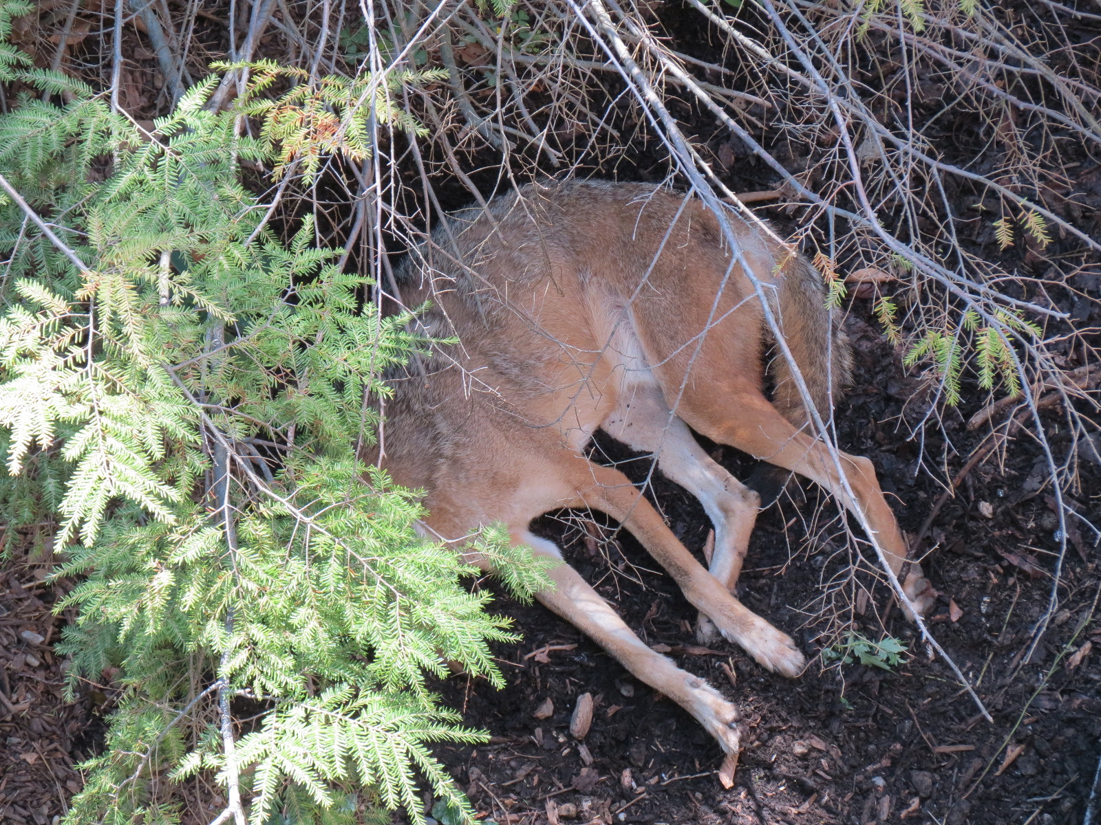Coyote Exhibit