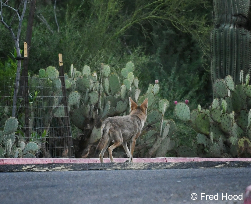 coyote in my parking lot