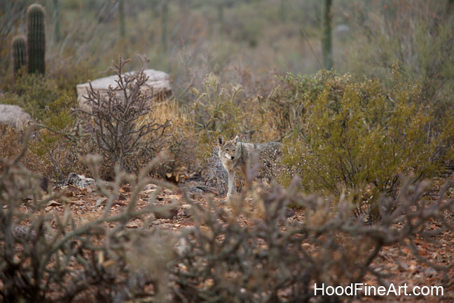 coyote in natural exhibit