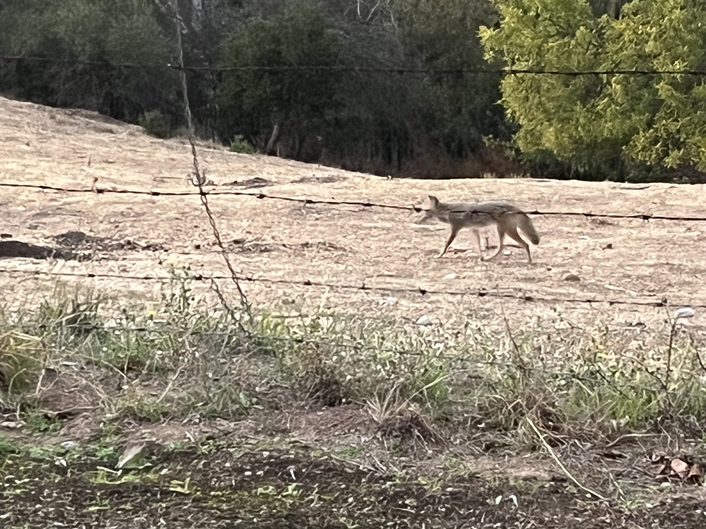 Coyote near my house