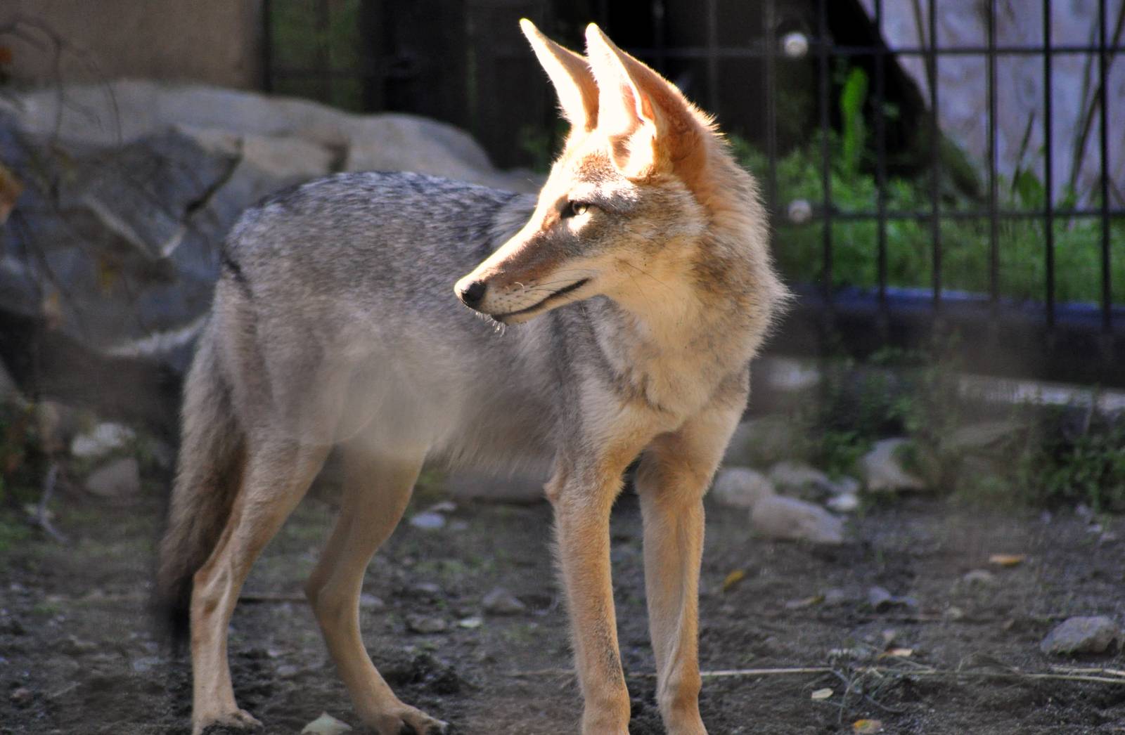 Coyote, new to the Alaska Zoo (from a facility in California)