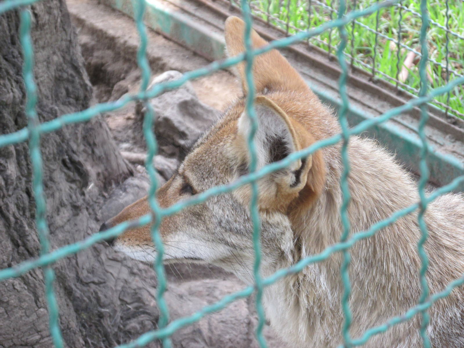 coyote neza zoo