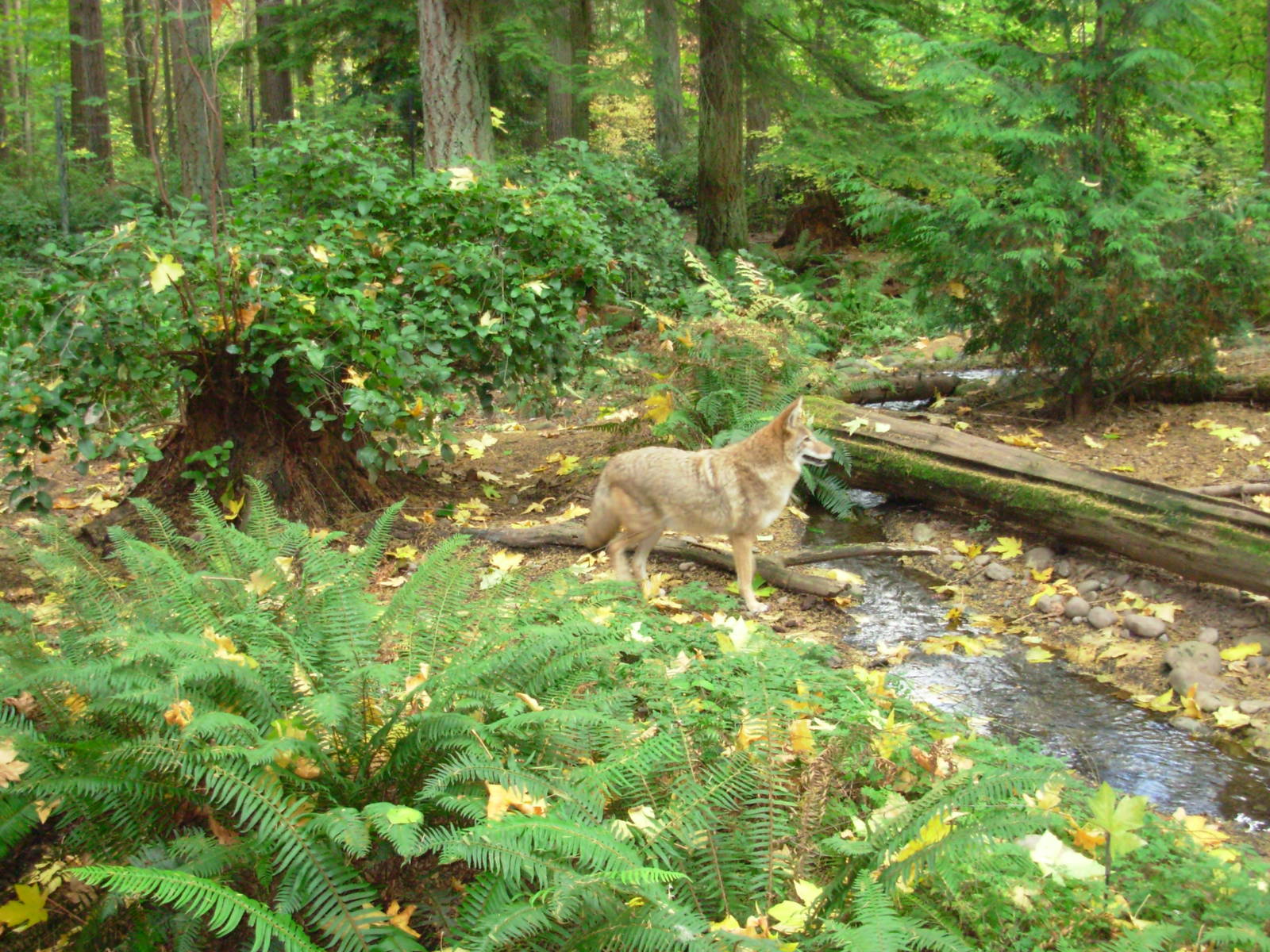 Coyote - Northwest Trek Wildlife Park
