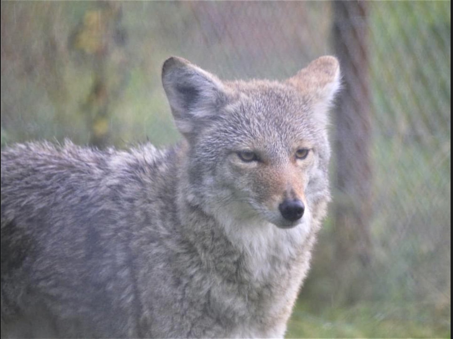 Coyote - October 2020