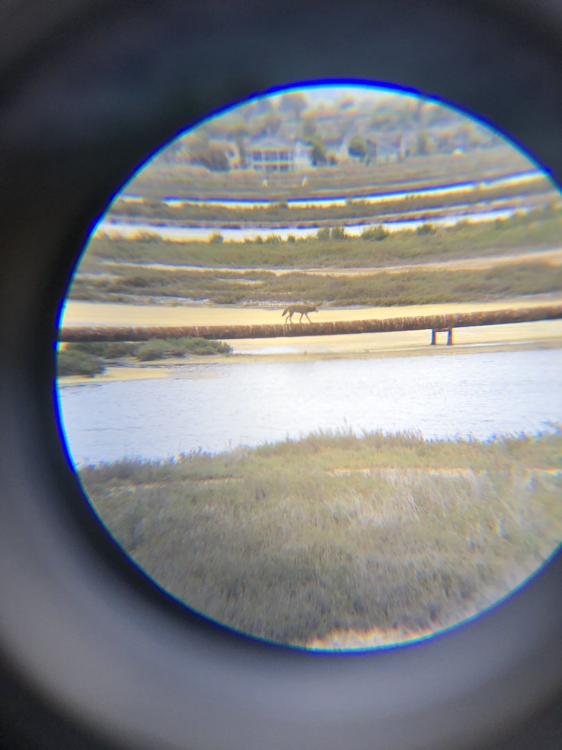 Coyote on an Oil Pipeline