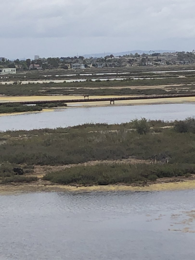 Coyote on an Oil Pipeline