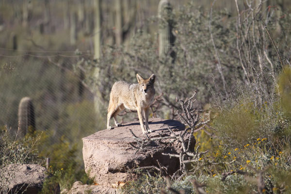 coyote on artificial rock
