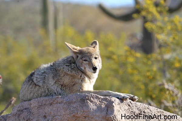 coyote on artificial rock