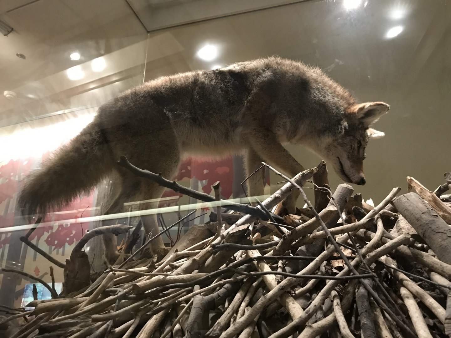 Coyote on Beaver Lodge