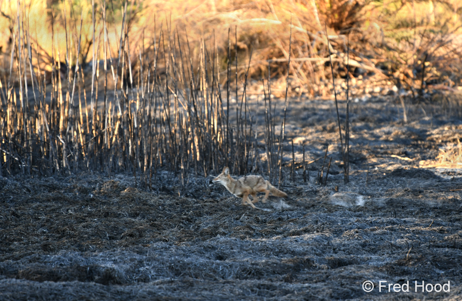 coyote on burned ground