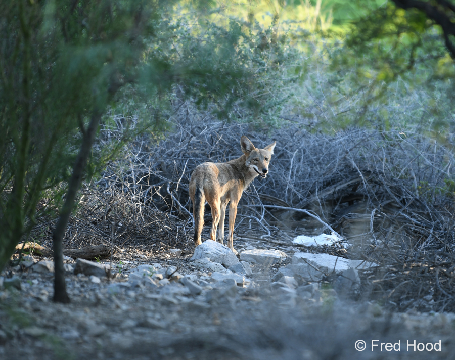 coyote on my commute