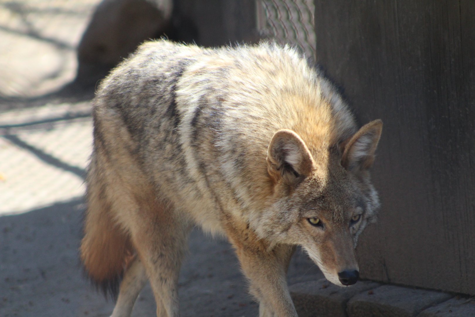 Coyote on the Prowl - Wilds of Illinois