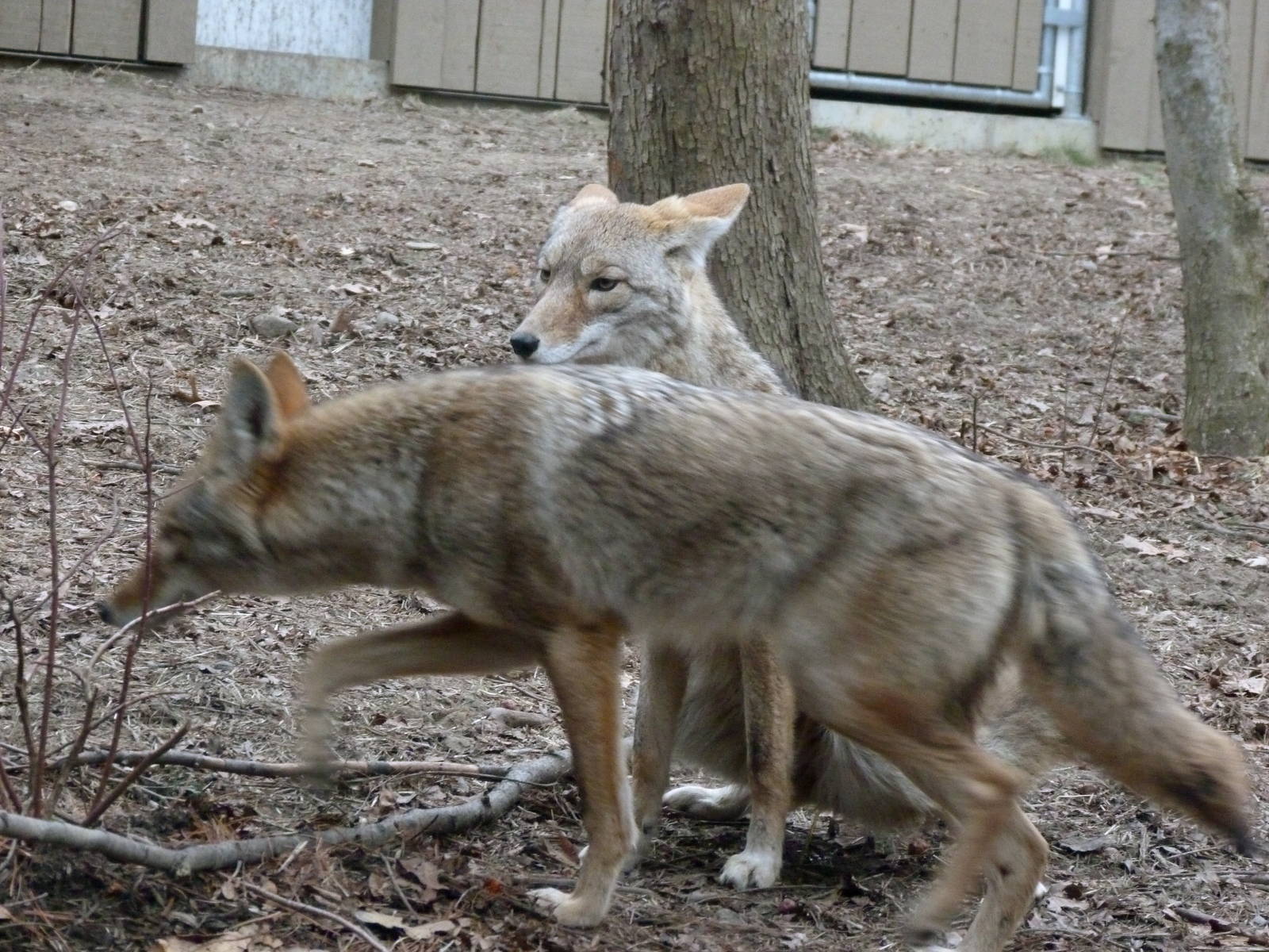 Coyote Pair