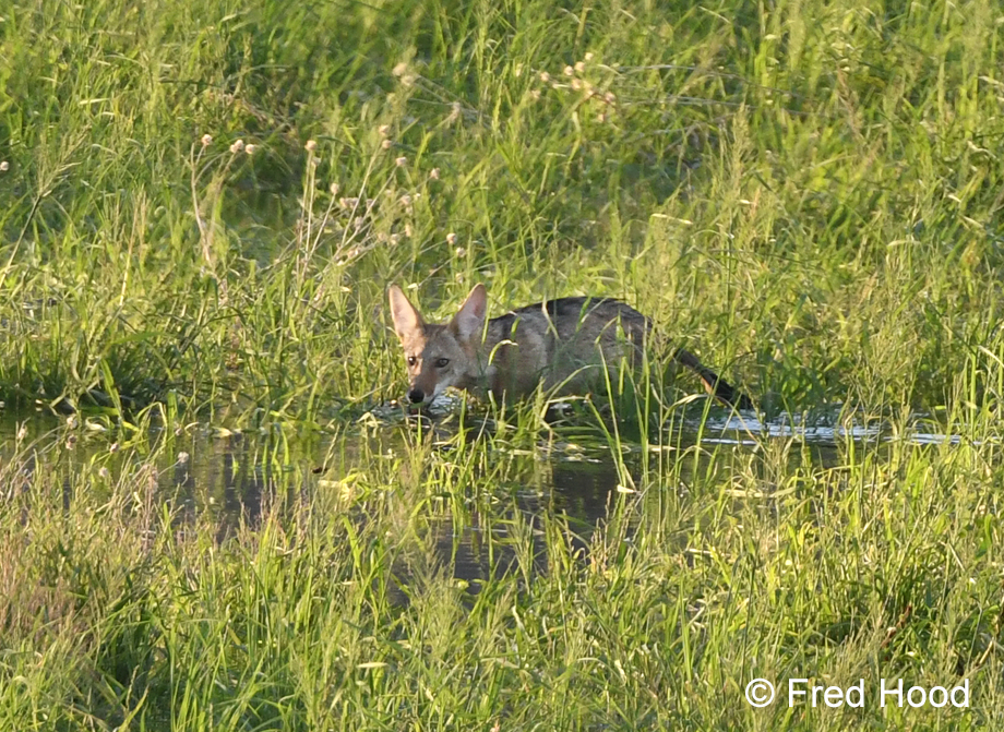 coyote pup in pond