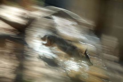 coyote running through stream