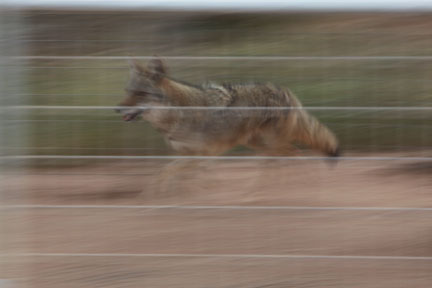 coyote running