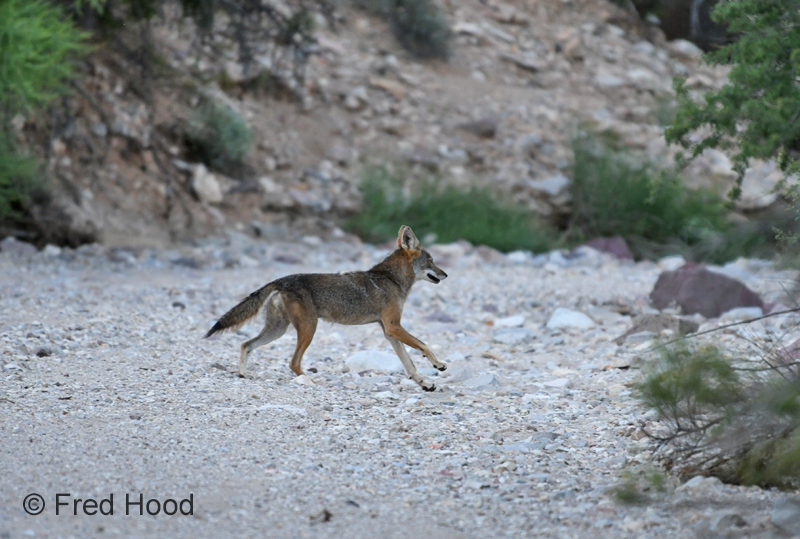 coyote running