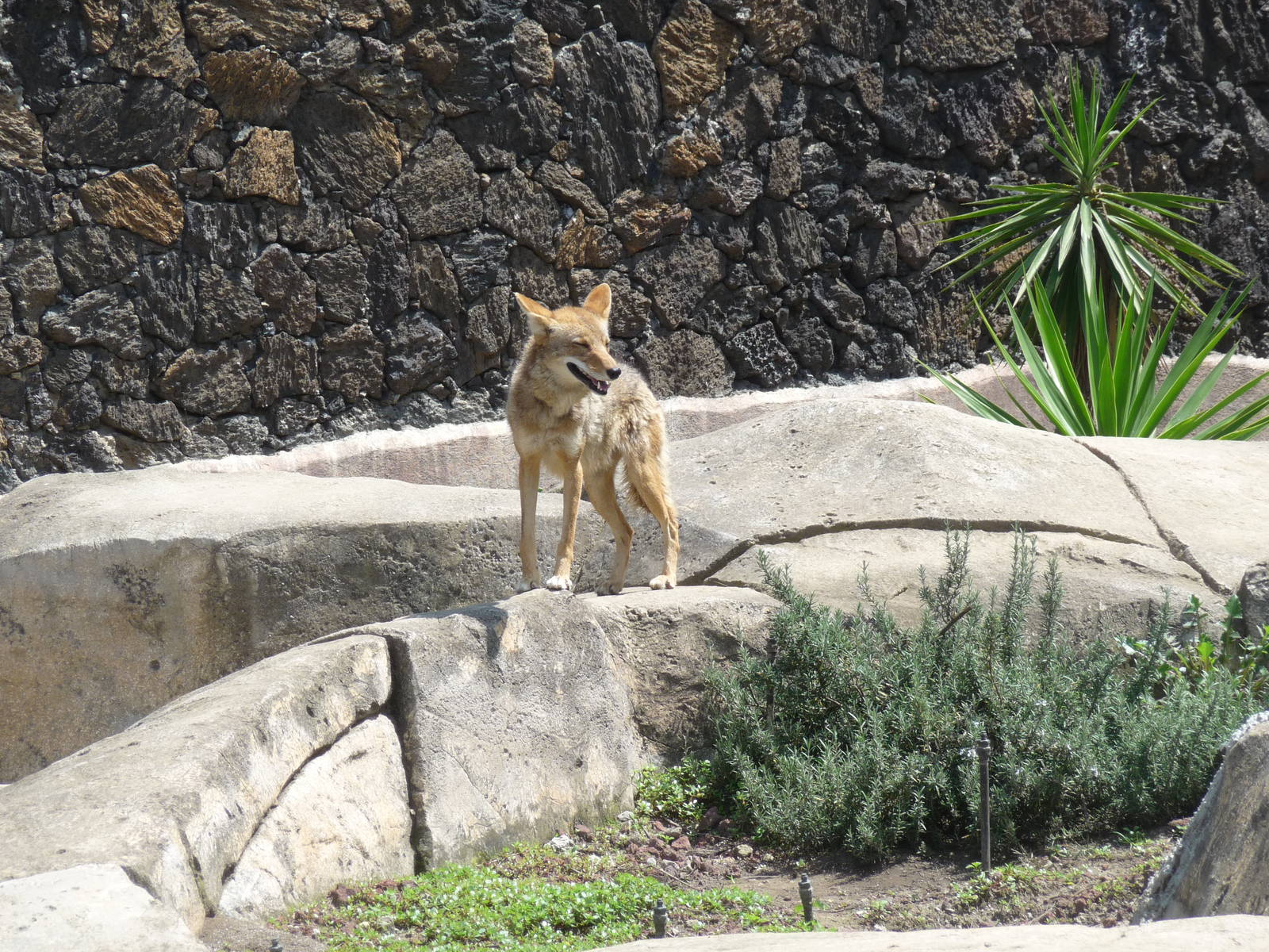 coyote San juan de Aragon Zoo