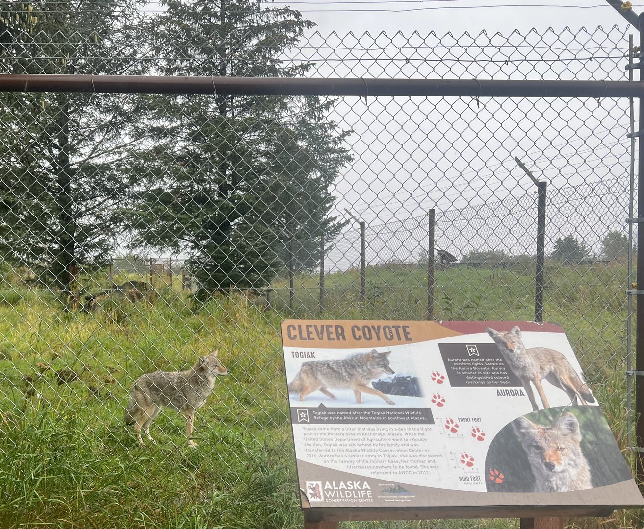 Coyote Sign.  Clever of it to stand there.